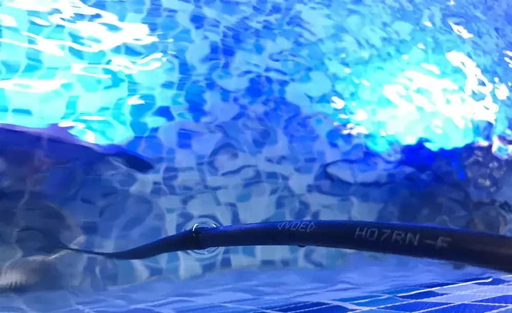 Seal Pool Light Cable
