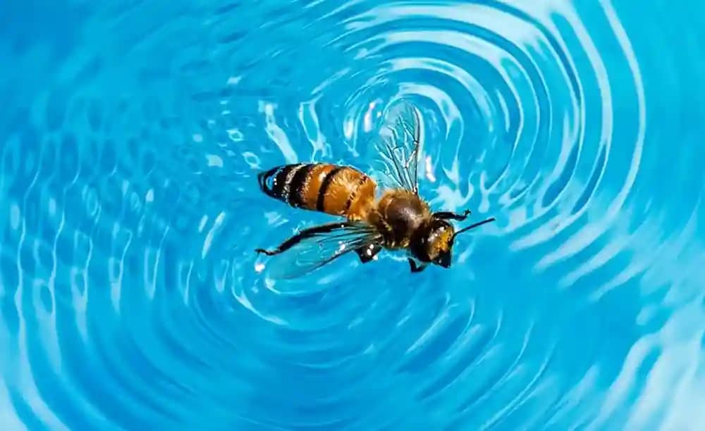 Bee in the Pool