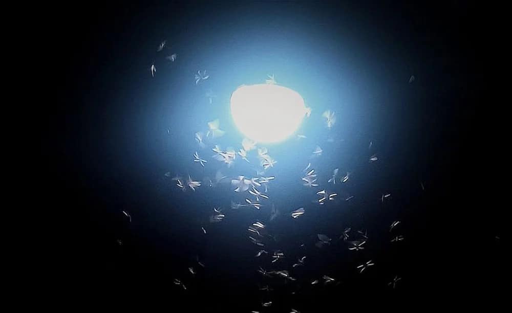 Insects with phototropic properties
