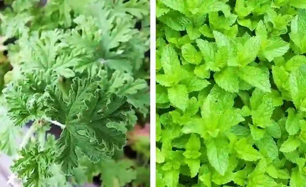 anti-mosquito plant