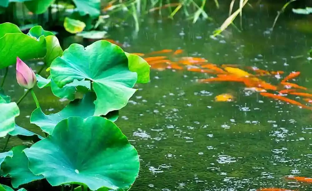 pond